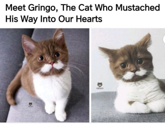 A Cat That Deserves A Million Upvotes