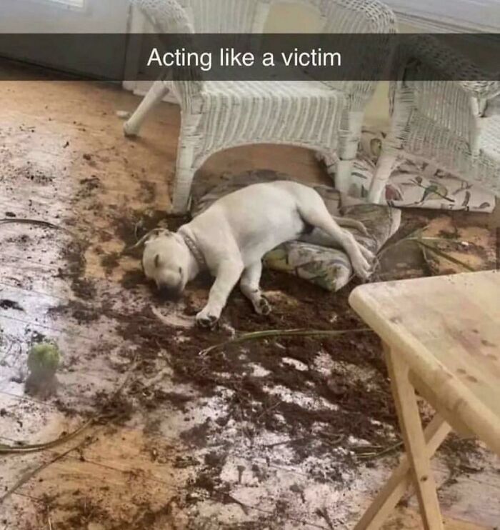 Im His Lawyer He’s Innocent