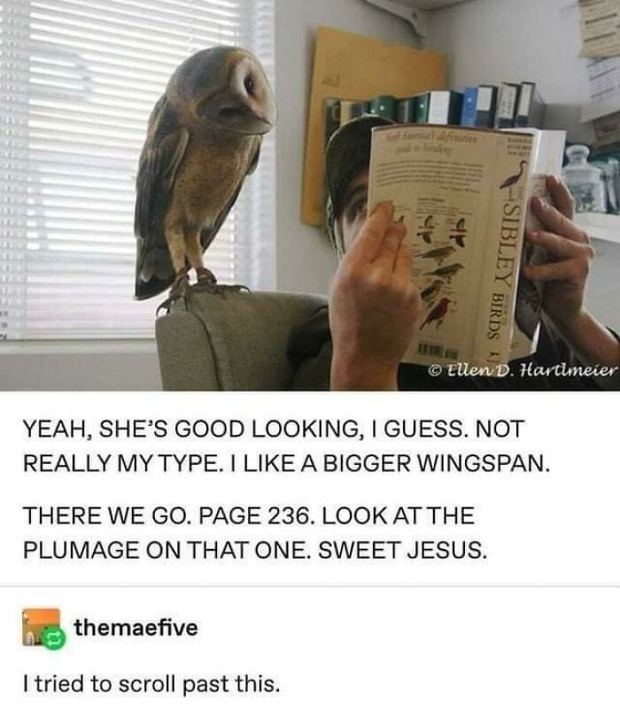 So Many Animal Memes, So Little Time