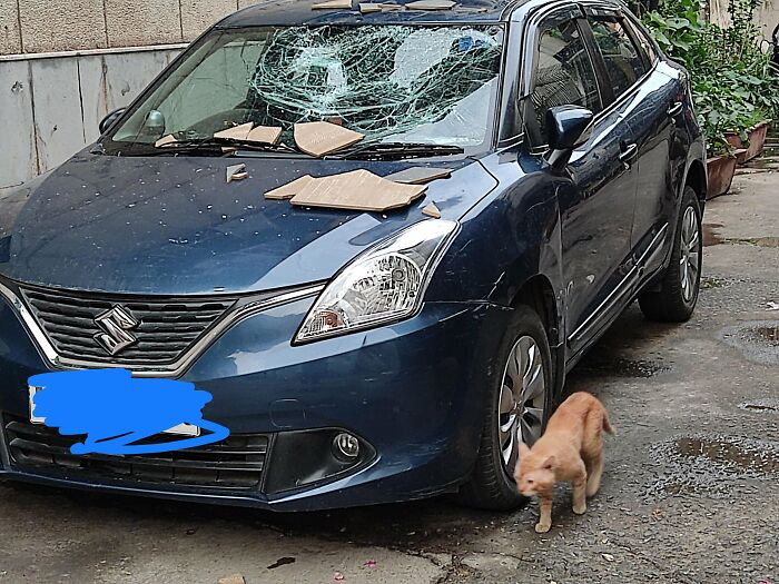 Someone Is Going To Hate Windy Weather But I Saw A Cat 