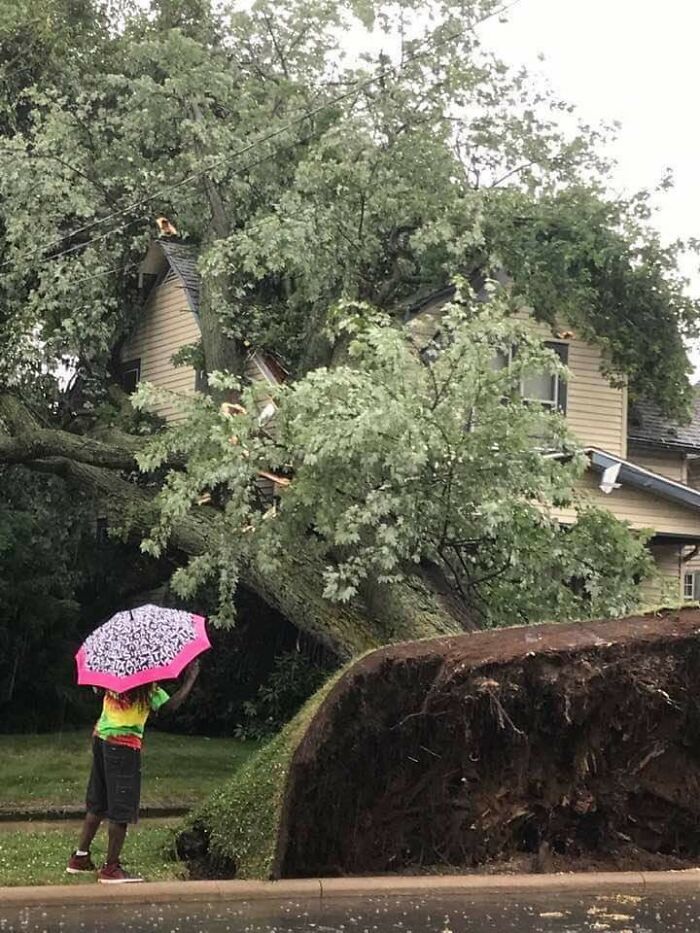 The Way This Tree Uprooted After A Storm That Came Through My Area In Ohio Yesterday