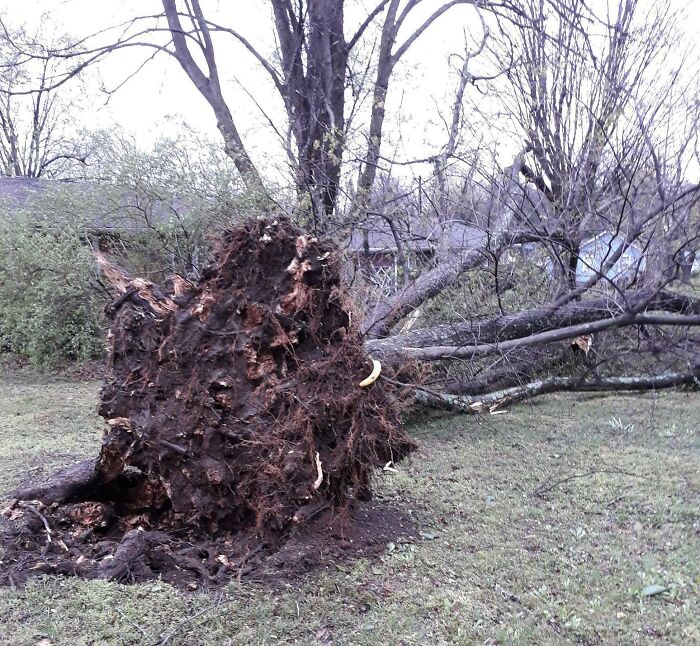 Crazy Storm Uprooted Our Tree In The Front Yard, Banana For Scale