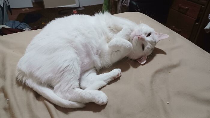 I Adopted This Cat From The Shelter 9 Days Ago. This Is The Look She Gave Me This Morning