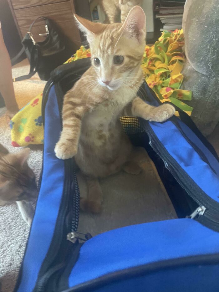I Went To A Place That Fosters Cats To Adopt One Today, When I Put The Carrier Down Otto Just Jumped Straight In And Decided That I Wasn’t Getting A Choice