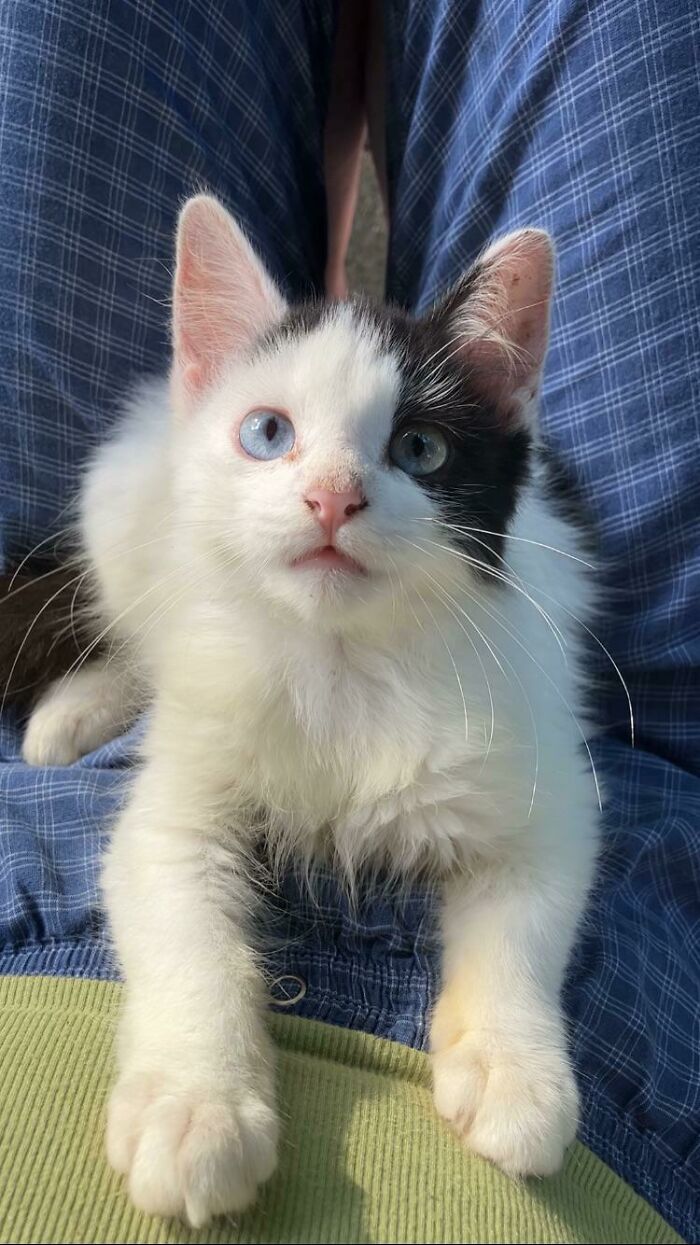 Ollie Wandered Out Of The Woods Two Weeks Ago And Has Officially Adopted Us