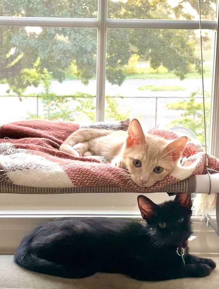 I Just Adopted These Kittens And I Really Need You To See Them