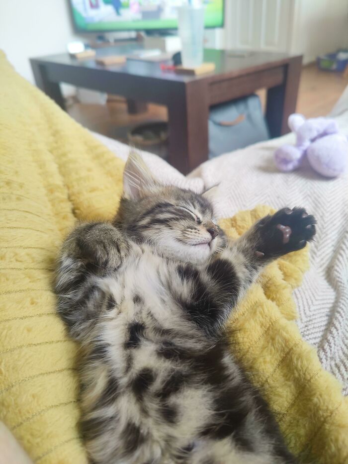 [oc] Our Newly Adopted Beanie Boy!