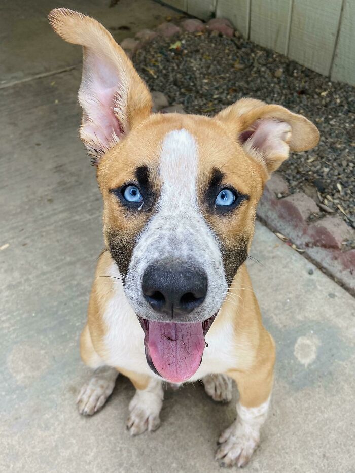 Just Adopted This Handsome Devil