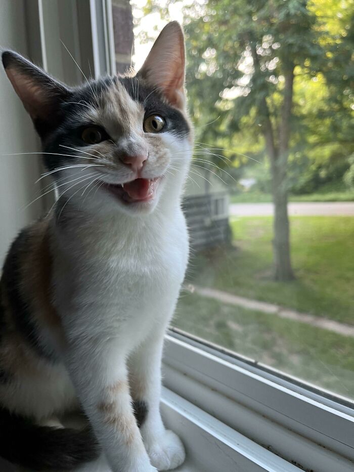 Just Adopted Pickle A Few Days Ago, She Is Incredibly Cute, Though She Has An Extreme Meowing Problem. How Can I Help Her Along?