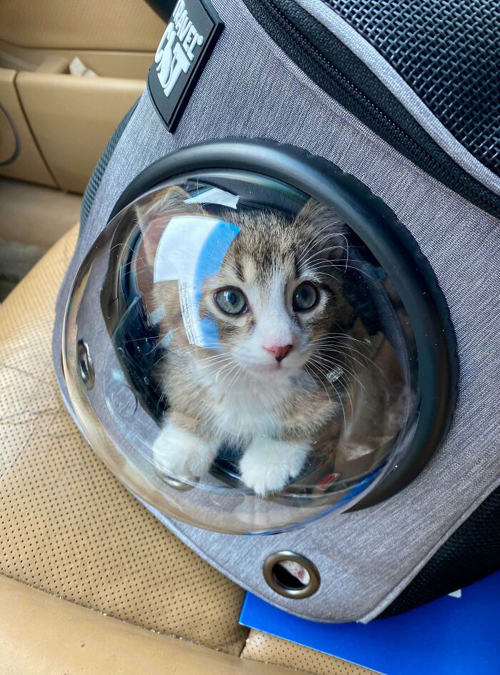 Fulfilled My Lifetime Dream And Adopted My First Cat Today From A Rescue! He Doesn’t Have A Name Yet But He Sure Has My Heart