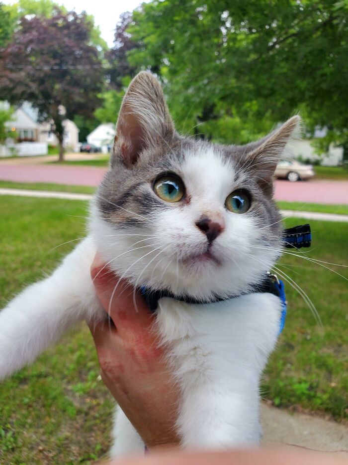 Newly Adopted! I Named Him Steven