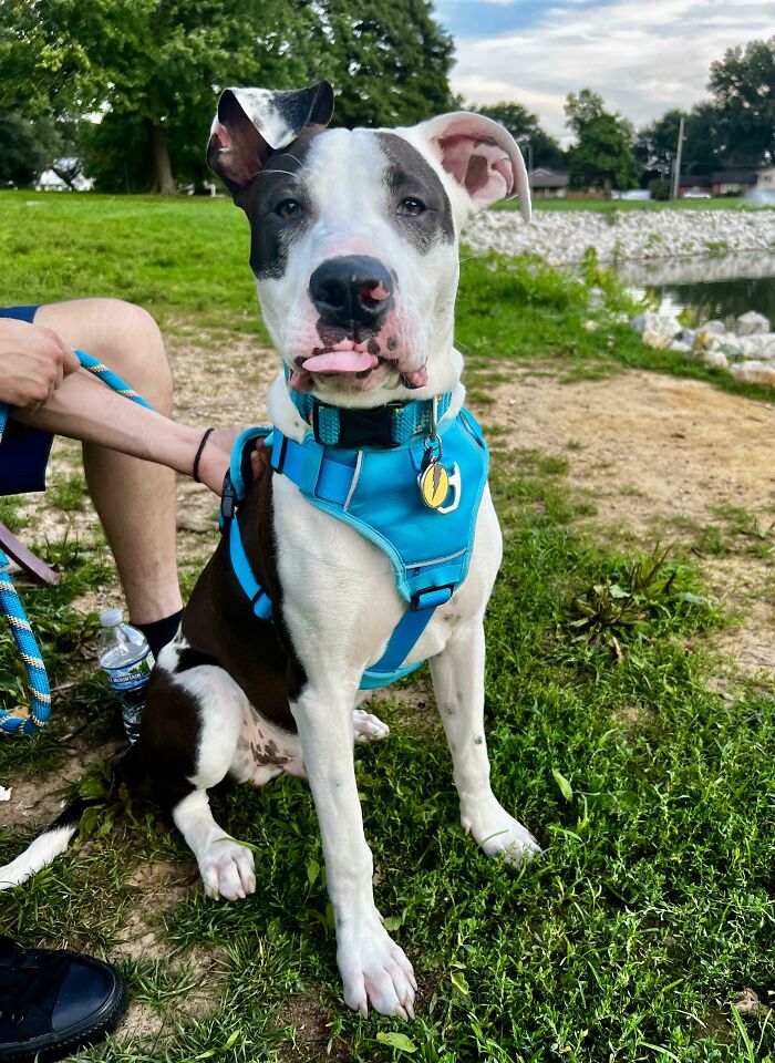 My Goofy Goober, Zeus. I Never Know I Could Love An Animal So Much 