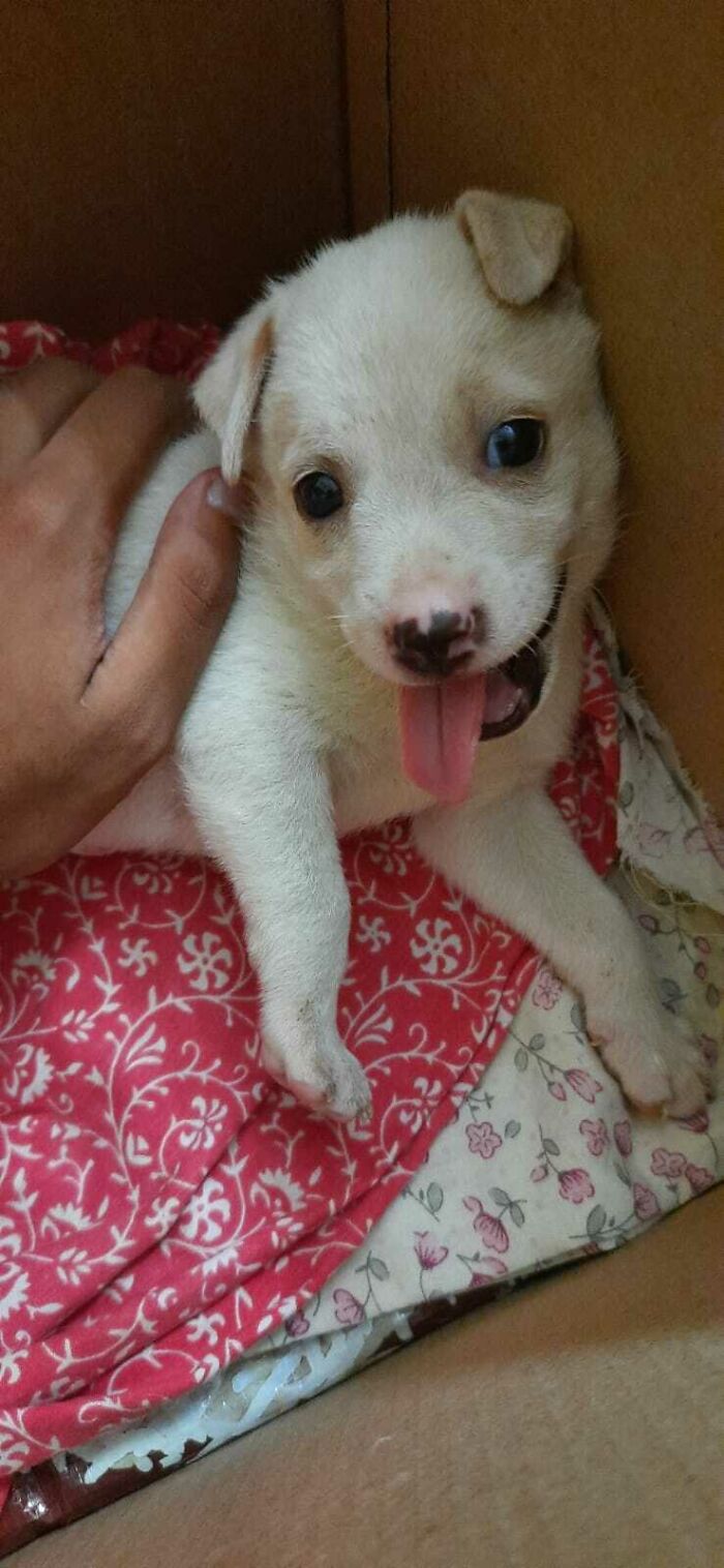 Adopted Him Last Week. He's Extremely Energetic And Loves Everyone In My Family And So Do We. I Named Him Dior