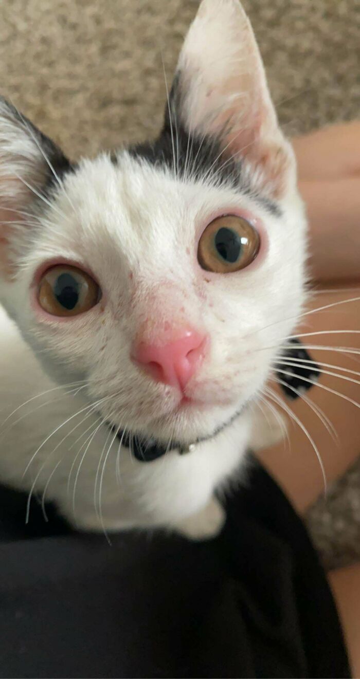 Today I Adopted My Son, Brick!