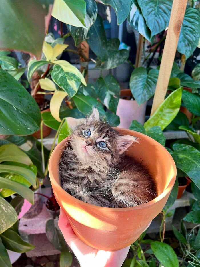 Appropriately Named Kitten, Fern. She Has An Approved Adopter, No Surprise