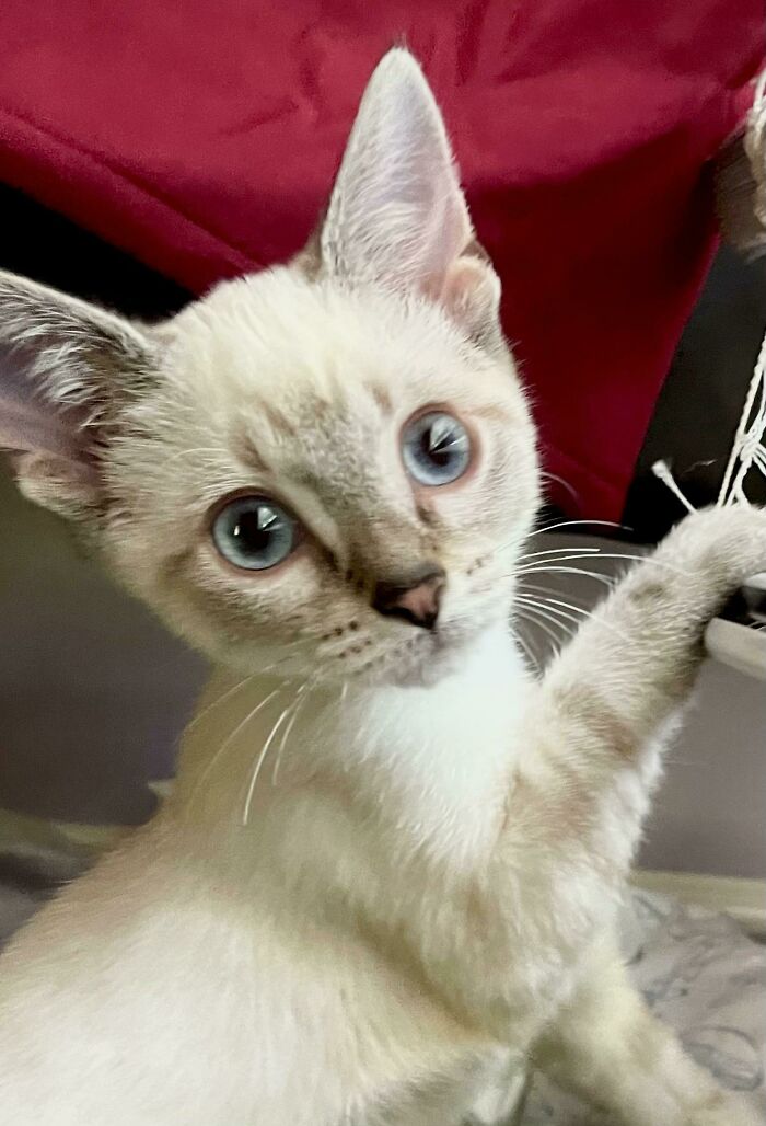 Murph Found Her Forever Home