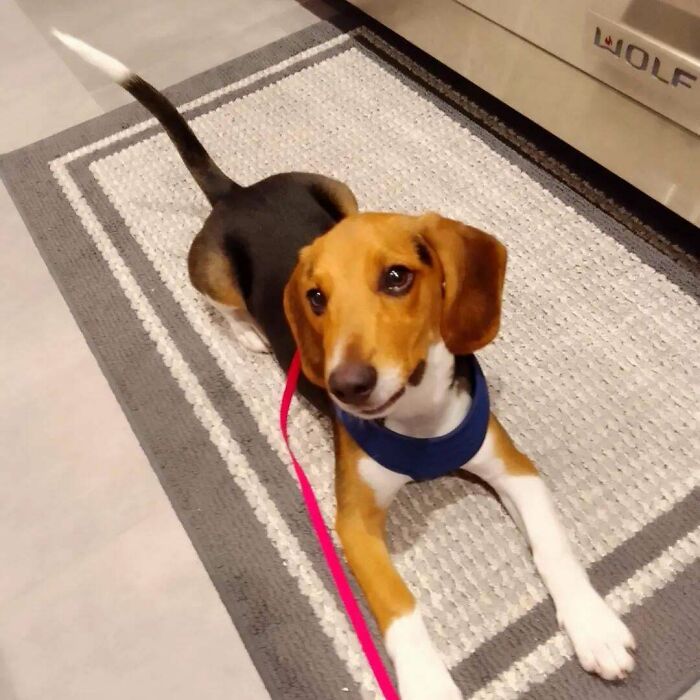 My Uncle Just Retired And Decided To Adopt This Fella