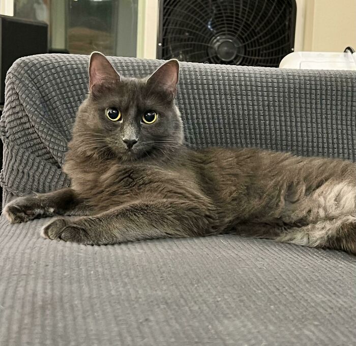 Just Adopted This Sassy Girl