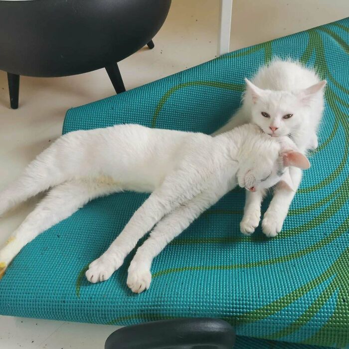 Adopted 2 Kittens From Different Litters. I Am Jealous Of Their Relationship