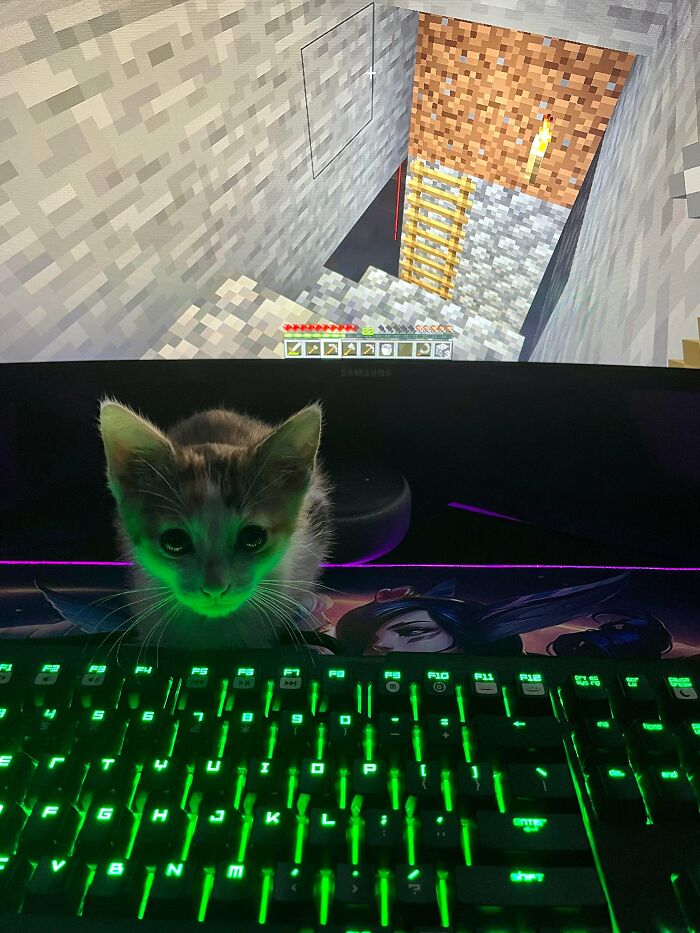 Here Is Cleo. I Adopted Her Sunday After Living Alone For 4 Years And She Is Now My Official Computer Buddy 