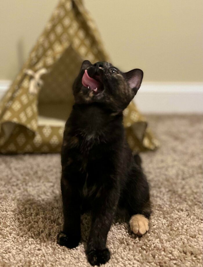 Hi Everyone, Meet My Smol Baby Tortie Kaia. My First Kitty Ever! Just Adopted Her Yesterday