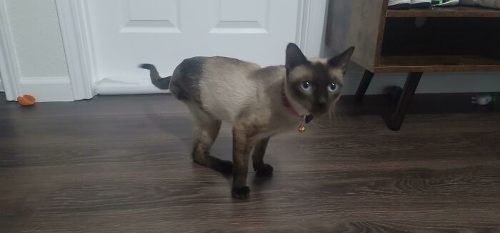 Meet Jinx, My Newly Adopted 3 Legged Siamese Friend