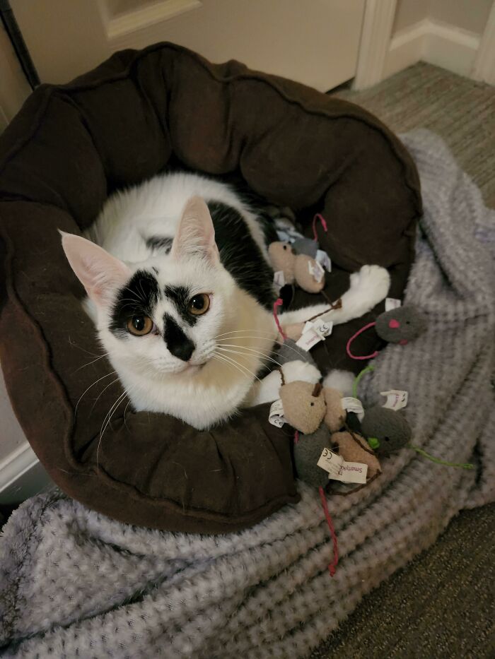 I Just Adopted A Cat That Likes To Hoard Mice