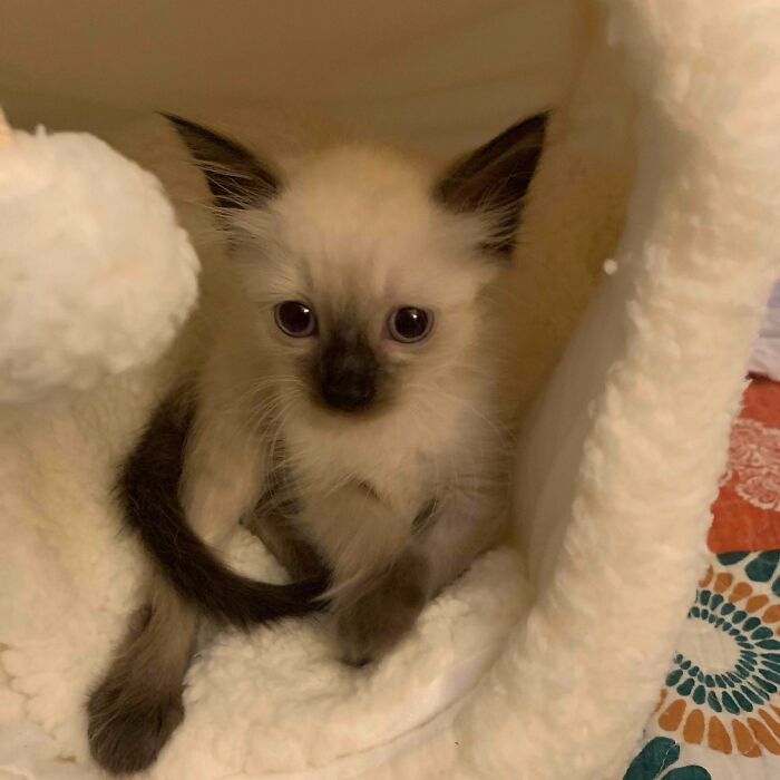 I Just Adopted A Kitten. Would Love To Know Her Breed If Anyone Can Help Me Out, I’d Truly Appreciate It