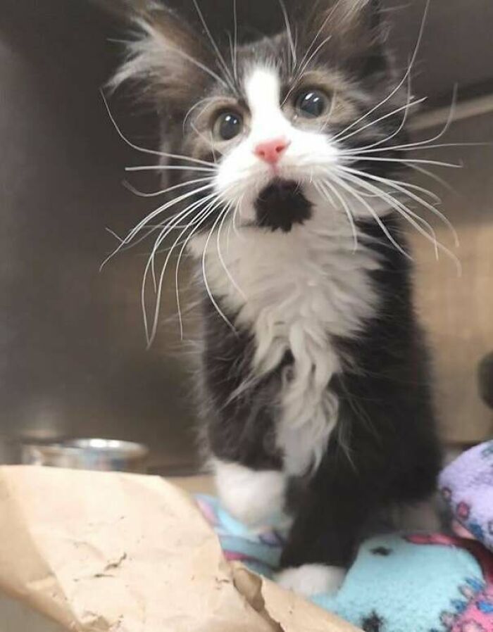 Adopted This Cutie, He Been With Us For 2 Weeks. His Name Is Boots