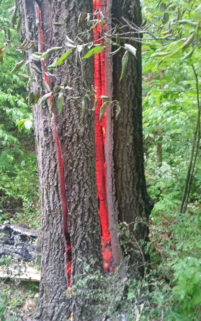 Tree In My Town Burning From A Lightning Strike