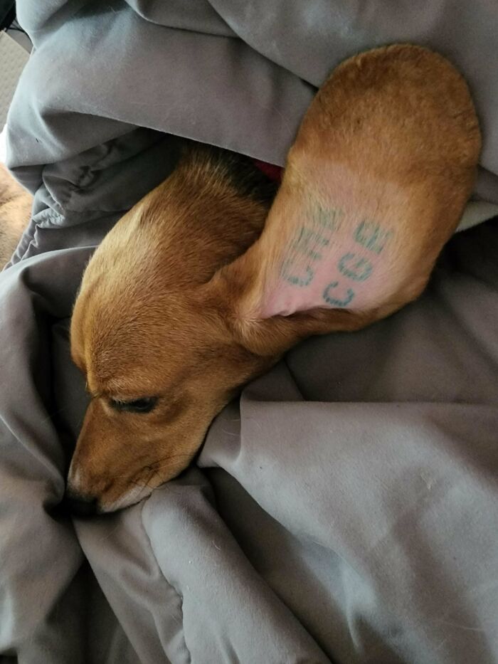 Meet Lilo, Rescued From The Envigo 4000 Hence The Ear Tattoo. We're Going To Give Her The Wonderful Life She Deserves