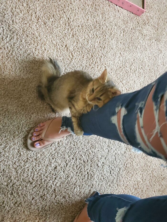 My Rescue Kitty Holds Me While I Do Laundry. She’s So Grateful 