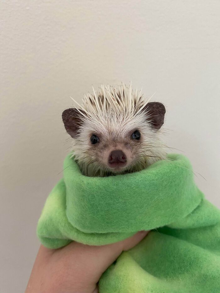 Meet Gusgus, I Rescued Him Yesterday From A Girl Who Was Gonna Throw Him Out