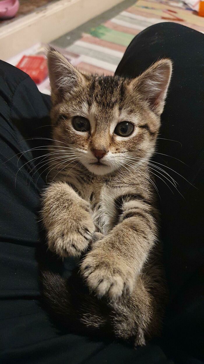 New Rescue Foster Has Taken A Shine To Me