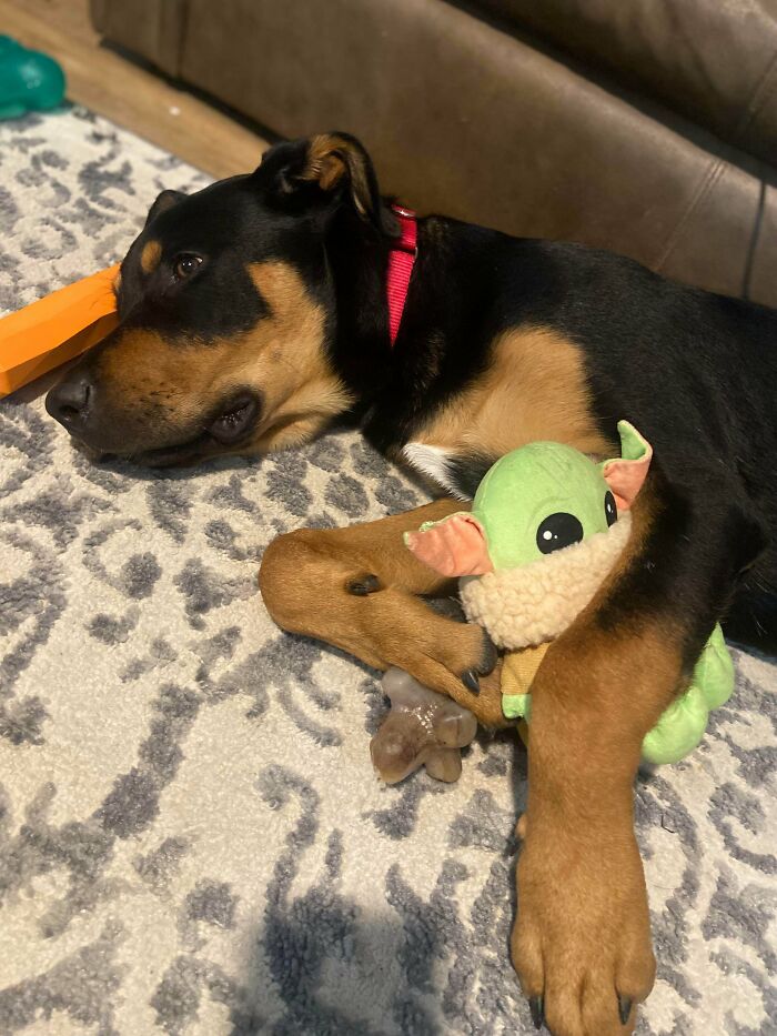 My Rescue’s First Night Home