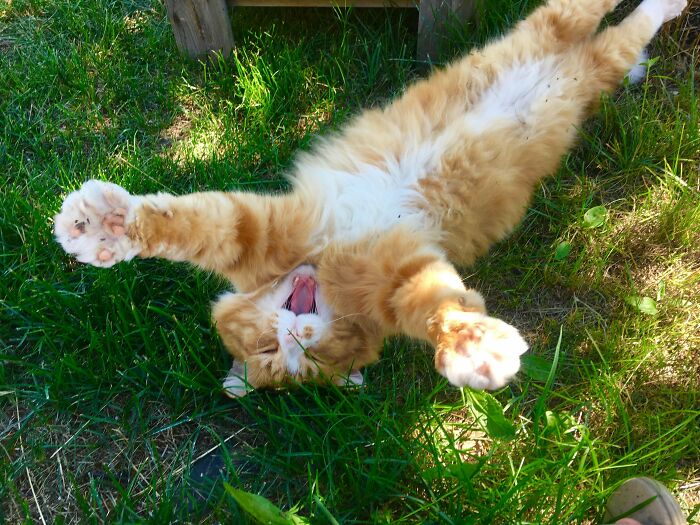 Meet Our Rescue Cat Mr. Chubbyhugs!