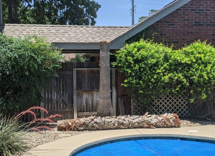 My Dad Planted This Palm When I Was 3. I'm 33 Now. Two Days Of -2° Temperatures In Texas Broke It And Every Other Palm We Had