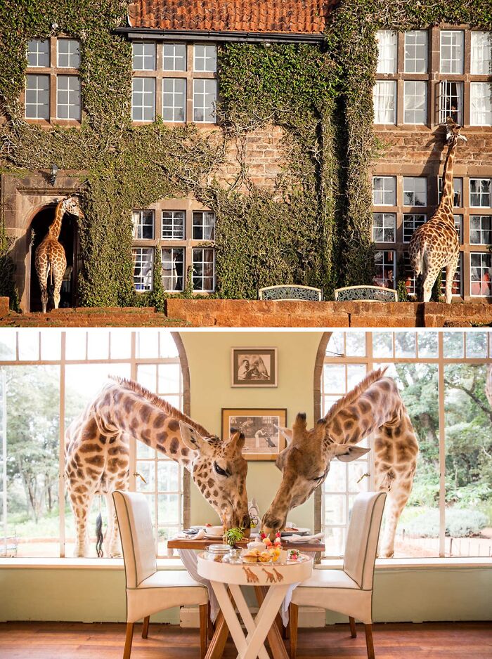 Pictures of Giraffe Manor and inside in Kenya