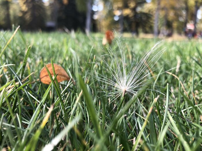 Pretty Dandelion Seed