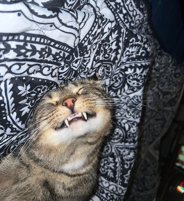 Pancake les dice hola