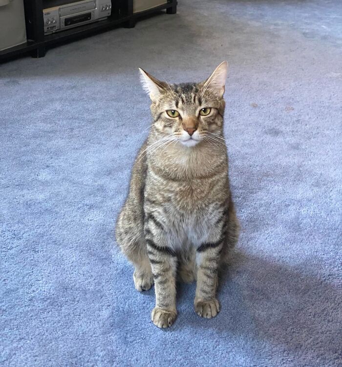 Mamá, estoy harto de tus problemas, dame comida