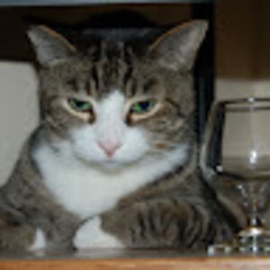 melindalandis avatar