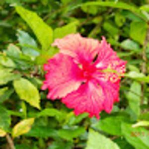 myobnatcherbizness avatar