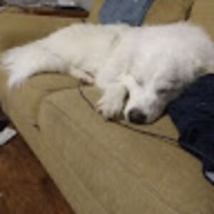 phoenixconnor avatar