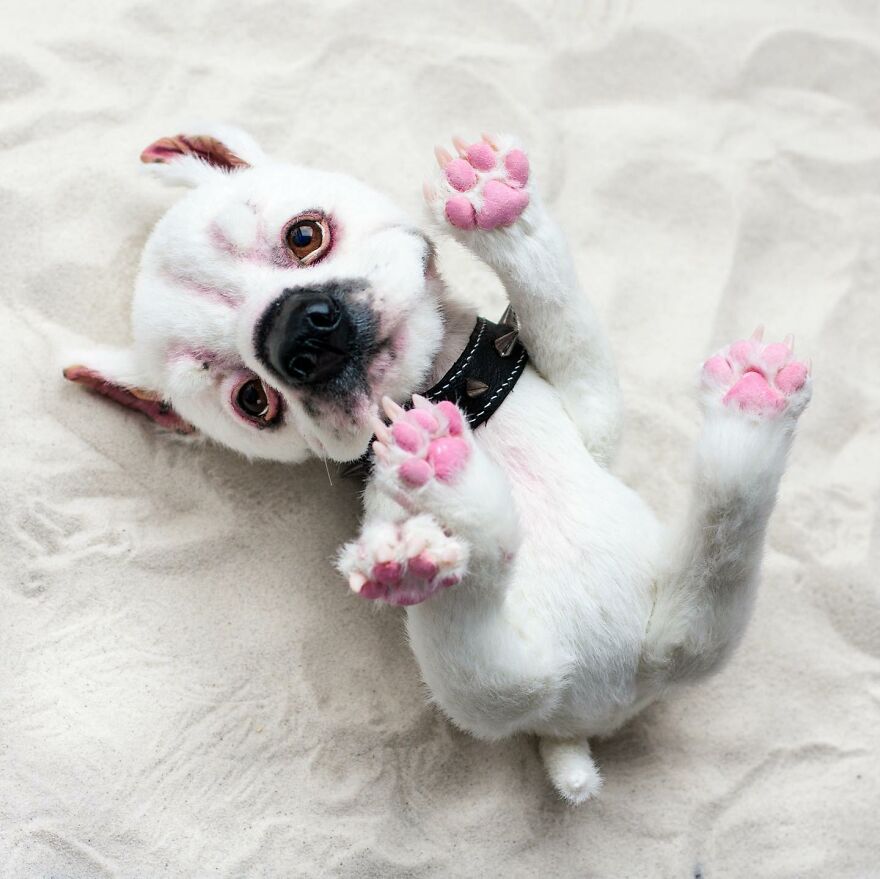 I’m Creating Pets And Animals By Hand, Only Using Needle, Thread And Faux Fur