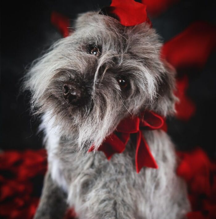 I’m Creating Pets And Animals By Hand, Only Using Needle, Thread And Faux Fur
