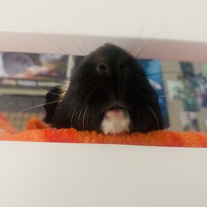 eloiserawlings avatar