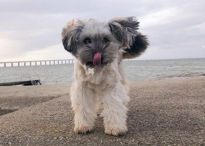 Video Of Introverted Dogs Meeting Up Has Melted Hearts All Over The Internet And Made People Say “Relatable!” - 7