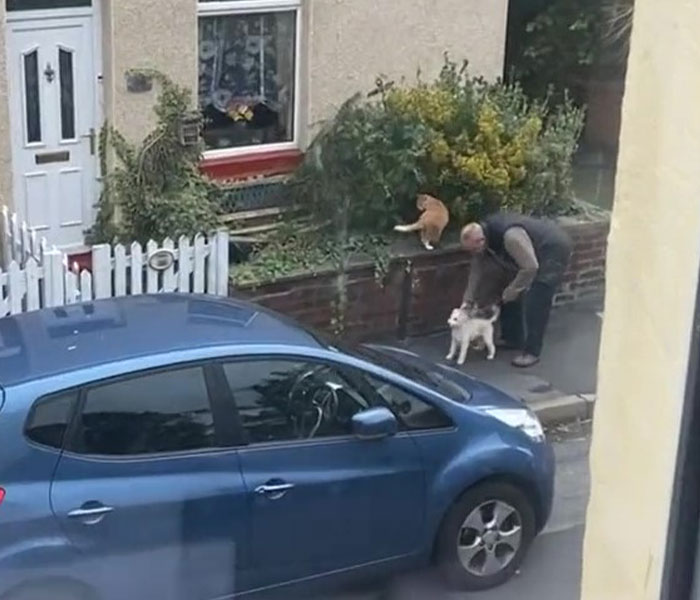 Video Of A Man Introducing His Dog To Neighborhood Cat Goes Viral With 7.7M Views - 1