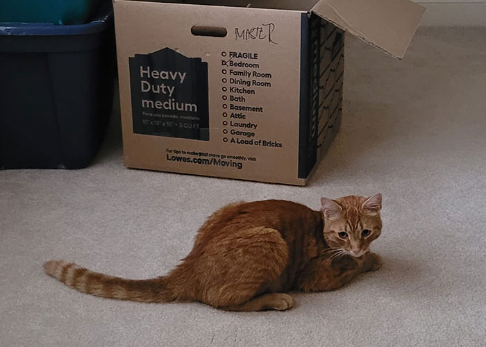 &ldquo;Oh My God, That&rsquo;s Him!": Family In Shock As Cat Lost During Move Shows Up At Their New House 2 Months Later